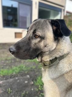 Kangal Patron sucht neues Zuhause