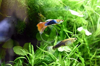 Guppy Mixe, AKTION!, 7, 50€/ 6 Stck., Versand