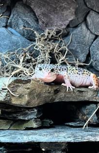 Leopardgecko + Terrarium + Zubehör