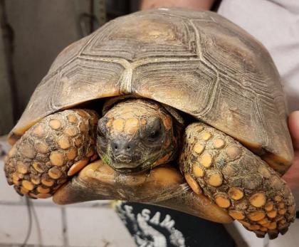 Waldschildkröte Chelonoidis denticulata