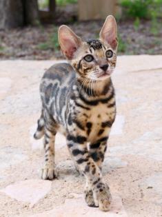 Reinrassige Bengal Kitten
