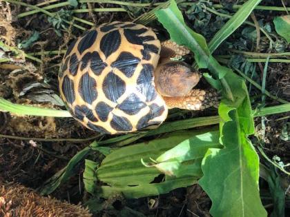 Sternschildkröten NZ