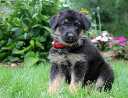 Deutsch schäferhund welpen