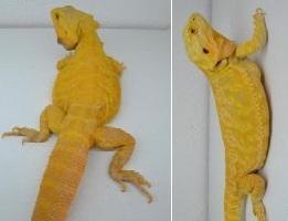 Suche intensiv gelbe Farb-Bartagamen z:B. Citrus, Citrus Hypo Leatherback, etc.