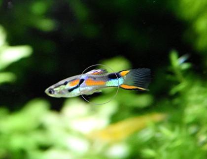 Wildendler, Guppy, reinerbig (Versand/ Abholung)