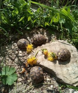 Griechische Landschildkröten NZ abzugeben