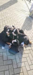 Berner Welpen mit Ahnentafel 