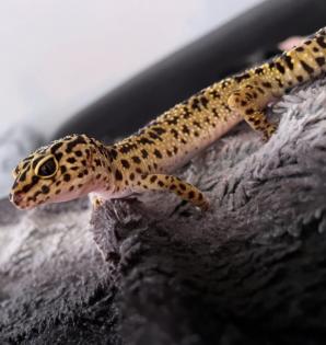 Zwei Leopardgeckodamen zu verkaufen