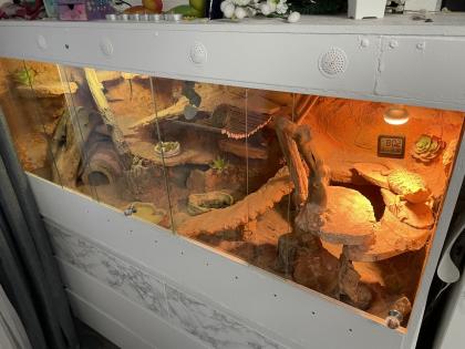 Terrarium mit Bartagamen Pärchen 2.J