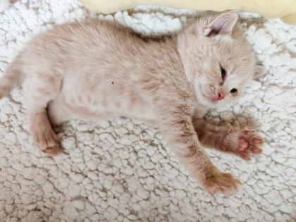 BKH Kitten Kater creme