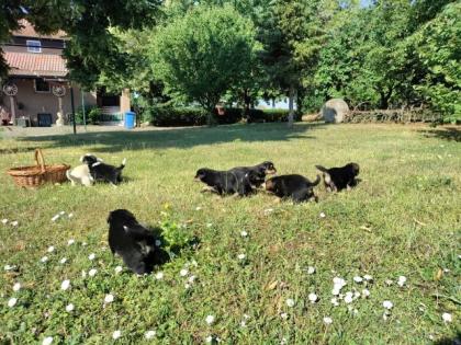 Border Collie - Labrador Welpen Mischlinge