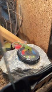 4 Phelsuma Grandis Großer Madagaskar Taggecko Jungtiere