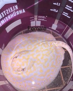 Potamotrygon Albino HYBRIDEN Golden Base