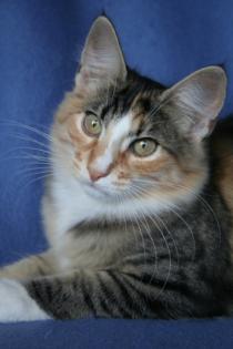 Norwegische Waldkatzen Kitten  PLZ 217xx 