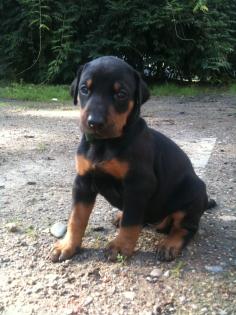 Schöne Dobermannwelpen