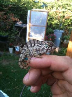 Furcifer Pardalis Ambilobe Panther chamäleon