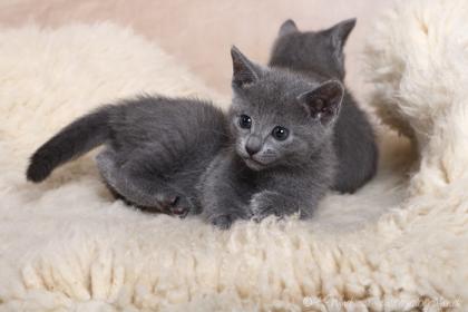 Russisch blau Kitten 