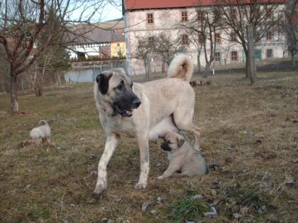 Kangal WELPEN 2 Monate, mit Pass. Anatolischer Hirtenhund