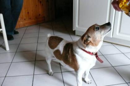 Jack russel terrier sucht ein zuhause