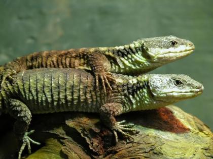 Zwerggürtelschweif (Cordylus tropidosternum) zu vergeben