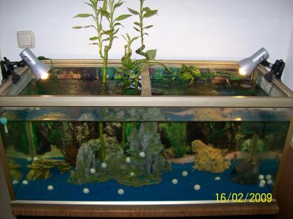 Verkaufe 2 Albino Axolotl mit Aquarium