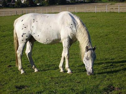 Tolles Freizeitpferd! 2-jähriger Knabstrupper Wallach zu verkaufen!