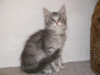 Maine-Coon Kätzchen