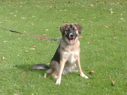 11 Monate alte Retriever x Border Collie Mix Hündin in gute Hände abzugeben