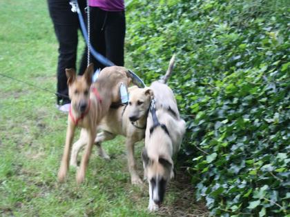 Pfiffige Labimixe, 2 Jungs und 2 Mädels