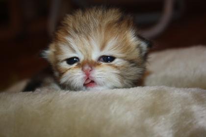 Wunderschönes Exotic Shorthair Mädchen sucht ein liebevolles Zu Hause!!