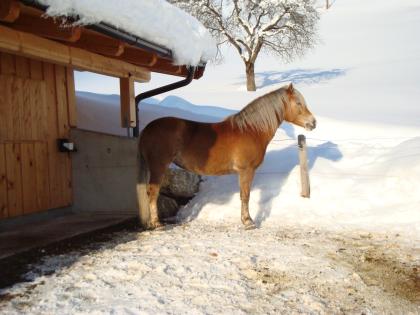 Wer möchte einen etwas anderen Freizeit-Haflinger