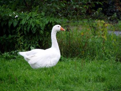 Hausgänse, weiß, Freilandhaltung, Naturbrut Juli2021