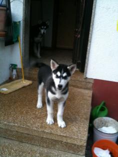 Süßer Husky Welpe Rüde sucht ein schönes zuhause