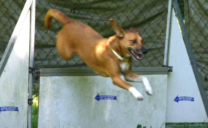 Hundeschule Löb Wiesbaden