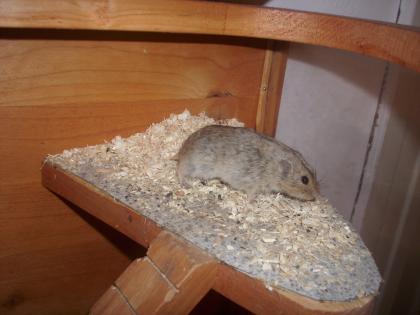 Tausche Lemming-Bock, um Inzucht zu vermeiden