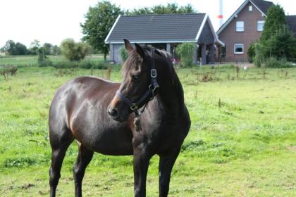 Deutsches Reitpferd, Stute,4 Jahre,roh