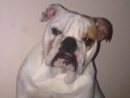 Englische bulldogge Hündin geb.15.01-0.7978