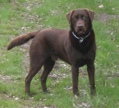 Labrador Deckrüde / Europa- & Internationaler Champion
