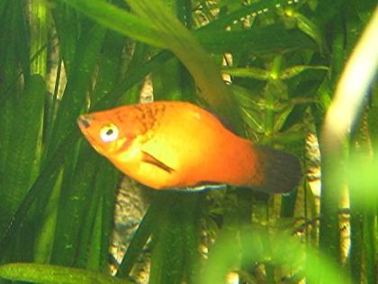 Platy Babys abzugeben