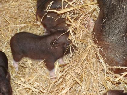 Minischweine zu verkaufen