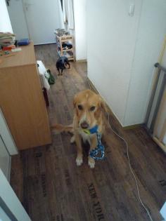 Golden Retriever  Mix , sehr lieb und verspielt, sucht neues Zuhause