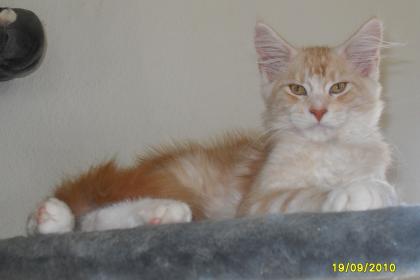 4 freche Maine Coon Katerchen