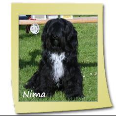 Tibet-Terrier Nima