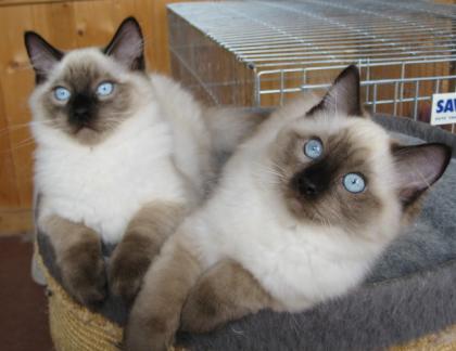 RAGDOLL Kittens