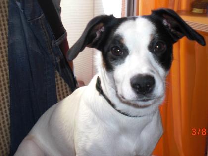 Junger Jack Russel zu verkaufen