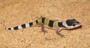 Leopardgeckos NZ10 abzugeben 