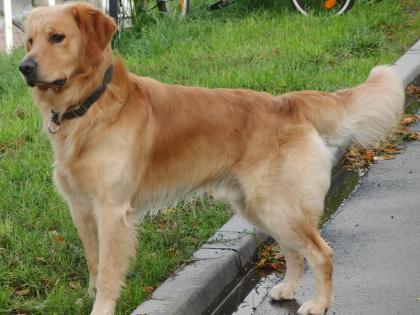 Golden Retriever Deckrüde Xantos of Golden Star Niedersachsen