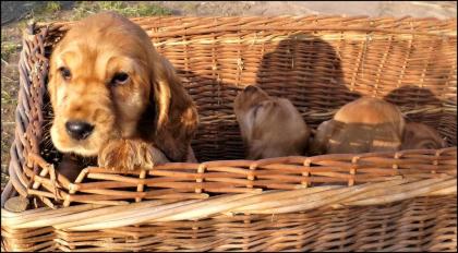 Englisch Cocker Spaniel Welpe rotbraun