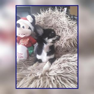 Chihuahua Welpen, 12 Wochen alt, suchen neues Zuhause