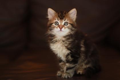 Sibirische Katzenkinder aus Bayern :-)